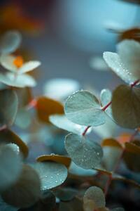 Fotografia Eucalyptus, Cyrielle Beaubois