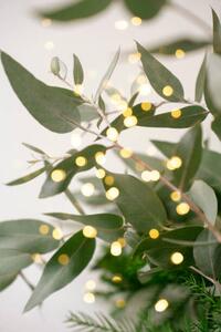 Fotografia Green eucalyptus branches over white background, Anna Blazhuk