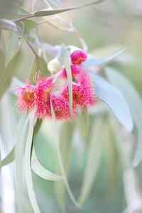 Fotografia Flowering eucalyptus trees, Sharon Lapkin