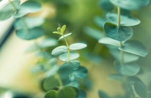 Fotografia Eucalyptus, Cyrielle Beaubois