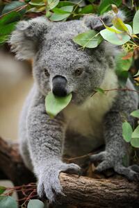 Fotografia young koala, Freder