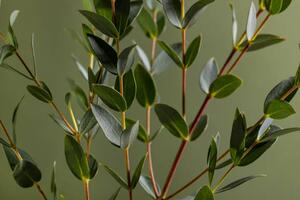 Fotografia Green eucalyptus branches on dark background, Katerina Era / 500px