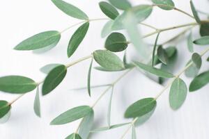 Fotografia Beautiful sprig of eucalyptus on a, Vitalii Abakumov