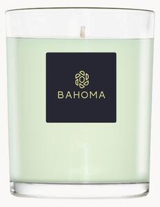 Candela profumata fatta a mano Alchemy (primula, legno d'ambra)