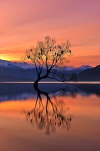 Fotografia Lone Tree is not Lonely, Mei Xu