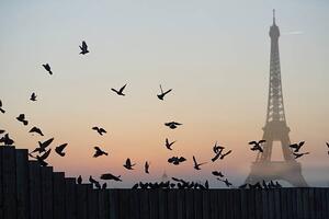 Fotografia Eiffel Tower Pigeons, Peter Cade