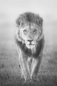 Fotografia Face to Face with Male Lion, Vicki Jauron, Babylon and Beyond Photography