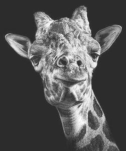 Fotografia Giraffe in Black and White, Malcolm MacGregor