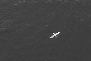 Fotografia High angle Pov of bird flying over the ocean, Gabriel Mello