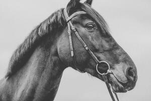 Fotografia Pferd Warmblut Sportpferd Portrait angeschnitten k nstlerisch, Tabitha Arn