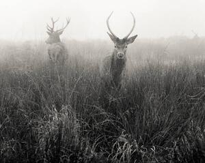 Fotografia Deer in foggy meadow London, Donovan Rees