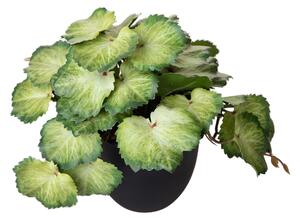 Set 3 Rami Artificiali Heuchera in Vasi 20 cm