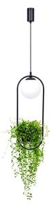 Zuma Line 5003 - Lampadario a sospensione con filo PLANT 1xE14/40W/230V nero