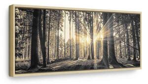 Quadro Il sole del bosco