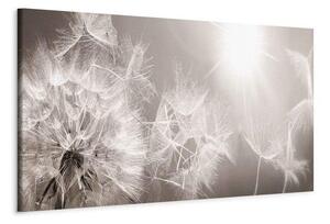 Quadro Summer Dandelions