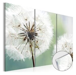 Quadri su vetro acrilico Fluffy Dandelions [Glass]