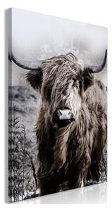 Quadro - Highland Cow in Sepia