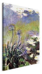 Quadro - Agapanthus