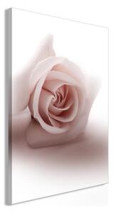 Quadro - Floral Glamour Glow (1-part) - Delicate and Pastel Pink Rose