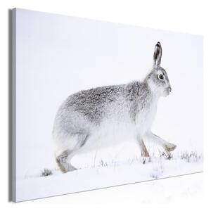 Quadro - Hare (1 Part) Wide