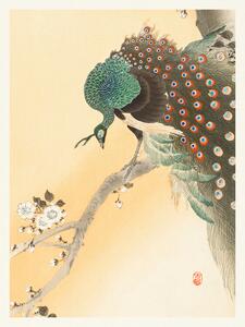 Riproduzione Peacock Cherry Blossom, Ohara Koson