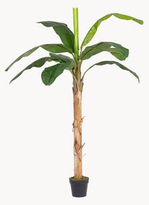Pianta artificiale da esterno Banana, alt. 210 cm