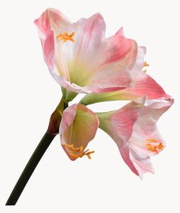 Set di 2 fiori artificiali Amaryllis