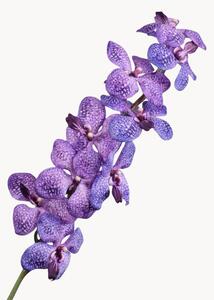 Set di 2 fiori artificiali Vanda