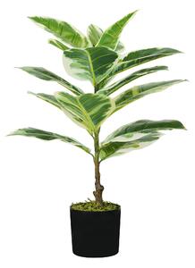 Pianta Ficus Elastica H. 65 Cm 15 Foglie