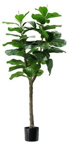 Pianta Ficus Lyrata H. 130 Cm 60 Foglie