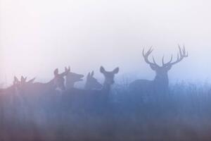 Fotografia Red deer Cervus elaphus, DamianKuzdak