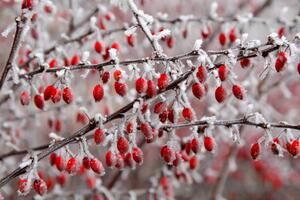 Fotografia branches of bush with red berries, Jana Milin