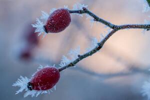 Fotografia The red fruits of the dog, Edda Dupree