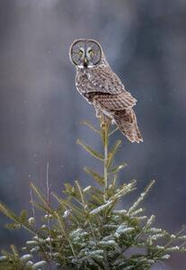 Fotografia Tree Top Great Gray Owl, Scott Suriano