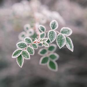 Fotografia Close-up of frozen plant, Giulio Donati / 500px