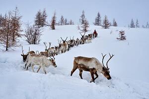 Fotografia Mongolia Tsaatan reindeer transhumance, Tuul & Bruno Morandi