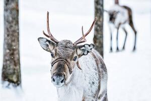 Fotografia Brown Reindeer in Finland at Lapland winter, RomanBabakin