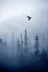 Fotografia View of forest on cold foggy day, Grant Faint