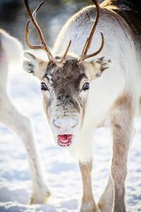 Fotografia Close up of reindeer in the snow Swedish Lapland, Roberto Moiola / Sysaworld