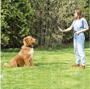 Collare Per Addestramento Dei Cani A Vibrazione Con Display Luminoso