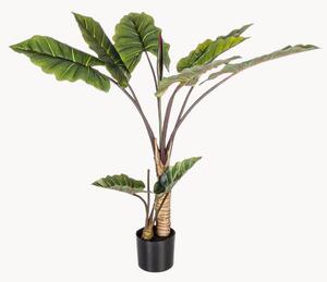 Set di 2 piante artificiali Dieffenbachia