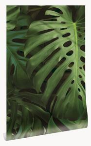 Carta da parati in tessuto non tessuto Monstera