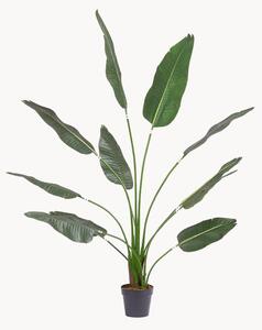Pianta artificiale Strelitzia