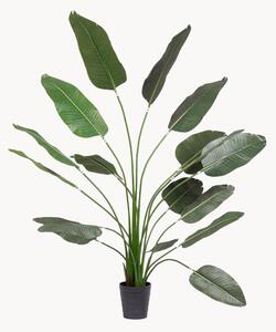 Pianta artificiale Strelitzia