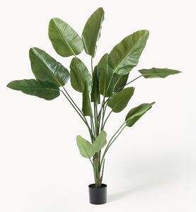 Pianta artificiale Traveller Palm