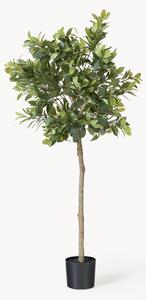 Pianta artificiale Money Tree