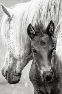 Fotografia The Foal, Jacky Parker