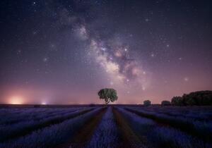Fotografia artistica Lavender fields nightshot, joanaduenas, (40 x 26.7 cm)