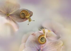 Fotografia artistica Little snails, Ellen van Deelen, (40 x 30 cm)