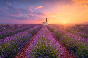 Illustrazione France Alpes-de-Haute-Provence Valensole lavender field at, Westend61